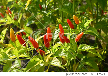 Pepper fruit Pepper fruit 83647521
