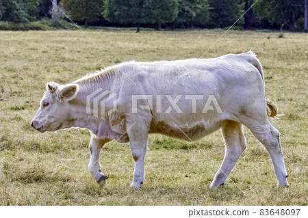 Charolais cattle - young bulls on British farm Charolais cattle - young bulls on British farm 83648097