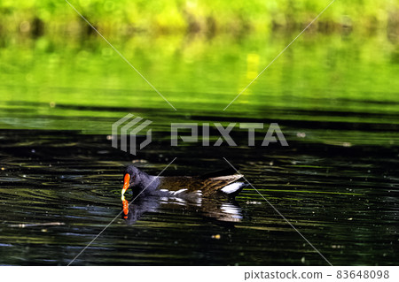 Eurasian common moorhen (Gallinula chloropus) also known as marsh hen, waterhen and swamp chicken Eurasian common moorhen (Gallinula chloropus) also known as marsh hen, waterhen and swamp chicken 83648098