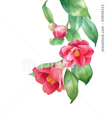 Watercolor illustration of red camellia hanging from the top. Watercolor illustration of red camellia hanging from the top. 83648322