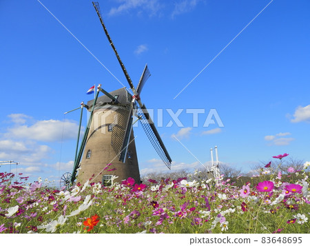 Sakura Furusato Square, Chiba Prefecture Windmills and Cosmos Sakura Furusato Square, Chiba Prefecture Windmills and Cosmos 83648695