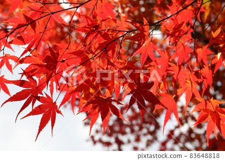 Autumn leaves illuminated by sunlight Momiji lighted by sunshine 83648818