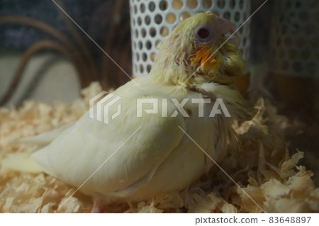 玄鳳 83648897