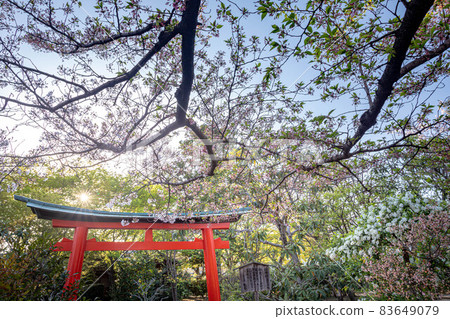 Jobon-Rendaiji寺，在春天的陽光下的Kangiten神社的鳥居和在晴朗的天空中盛開的吉野櫻花 83649079