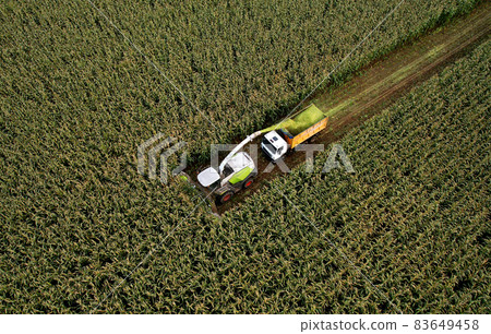 Forage harvester on maize cutting for silage in field.  83649458
