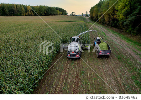 Forage harvester on maize cutting for silage in field.  83649462