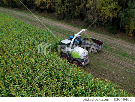 Forage harvester on maize cutting for silage in field. Forage harvester on maize cutting for silage in field. 83649463