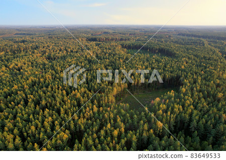 Drone view monitoring on felling forest. Quadcopter tracking illegal deforestation.  83649533