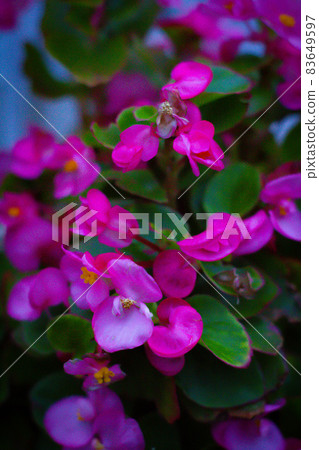 Flowers blooming in the garden 83649597