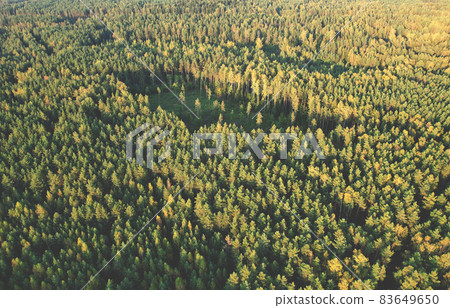 Drone view monitoring on felling forest. Quadcopter tracking illegal deforestation.  83649650