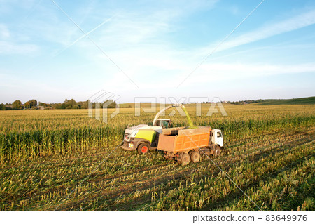 Forage harvester on maize cutting for silage in field. Forage harvester on maize cutting for silage in field. 83649976