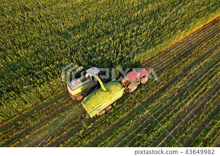 Forage harvester on maize cutting for silage in field.  83649982