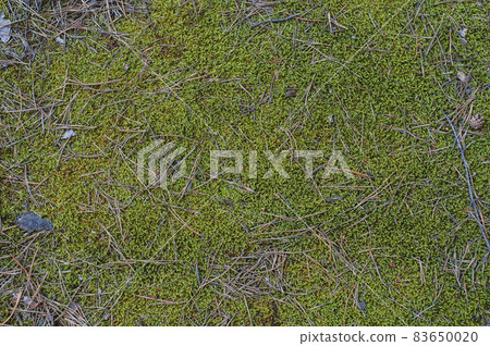 Surface land in forest close-up, top view. Background from green moss and fallen pine needles.Nature outdoors. 83650020