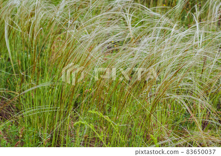 Summer background from field tall grass feather grass. Steppe plant Stipa close-up, Summer background from field tall grass feather grass. Steppe plant Stipa close-up, 83650037