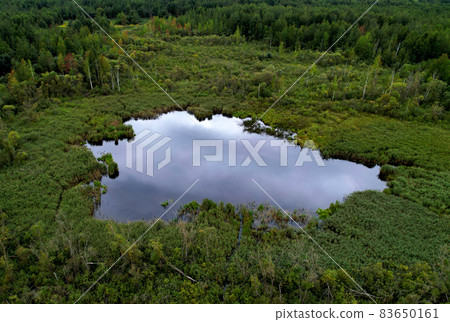 Swamp with trees in the forest. The concept of ecology and environmental protection.  83650161