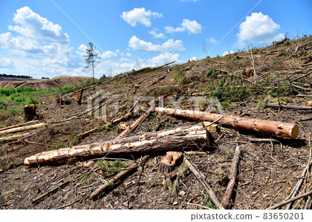 Deforestation forest and Illegal logging. Cutting trees.  83650201