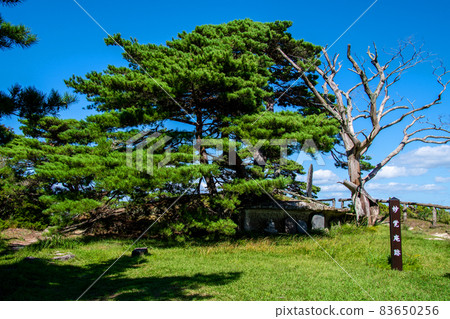 妙閣館遺址松島大島松樹和枯樹 妙閣館遺址松島大島松樹和枯樹 83650256