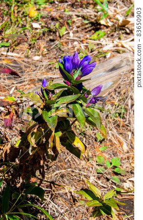 Zao mountain range Yamagata Zao Sanpokojinsan Ezooya Marine Doe blooming 83650903