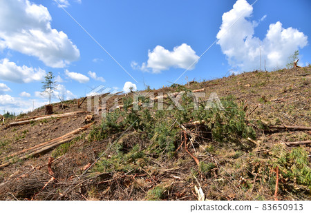 Deforestation forest and Illegal logging.  83650913
