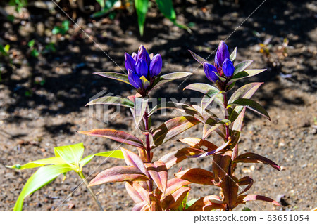 Zao Mountain Range Yamagata Zao Ezooya Marine Doe Blooming on Mt. Zao 83651054