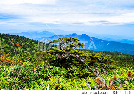 藏王山脈山形藏王三寶神山在東坡蔓延的冷杉 藏王山脈山形藏王三寶神山在東坡蔓延的冷杉 83651166