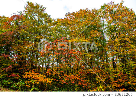 藏王山脈 山形藏王高原 Tosky Course 紅葉和黃葉 藏王山脈 山形藏王高原 Tosky Course 紅葉和黃葉 83651265