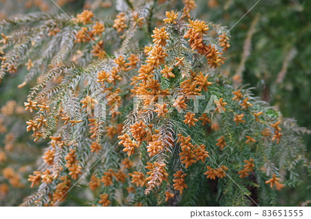 杉花粉和雪松雄花就在散射前 [花粉過敏圖片素材] 83651555