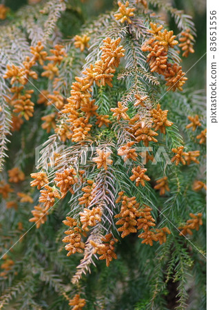 杉花粉和雪松雄花就在散射前 [花粉過敏圖片素材] 83651556