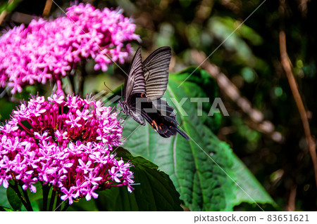 吸吮蜂蜜的亮片男性 83651621