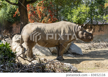 [Animal] Black rhino (zoo scenery) 83652116