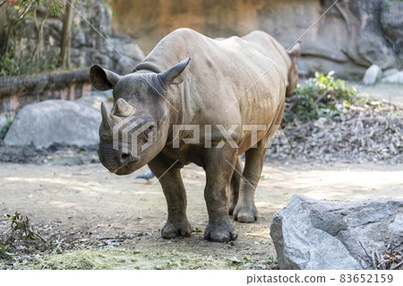 [Animal] Black rhino (zoo scenery) 83652159