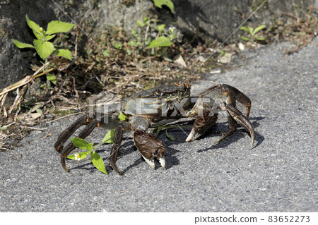 Mozuki crab Mozuki crab 83652273