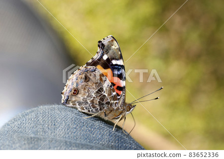 紅海軍上將 83652336