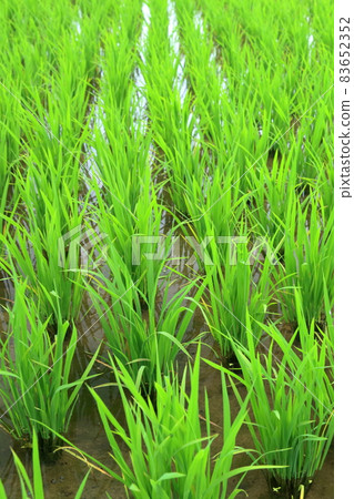 Rice fields with lush rice seedlings Rice fields with lush rice seedlings 83652352