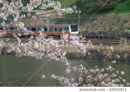 [Sakura of Sotobori and Chuo Line E233 series] 83652611