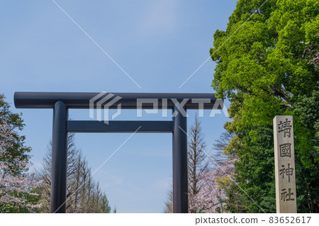 [Full bloom Yasukuni Shrine's first torii and Yoshino cherry tree] 83652617