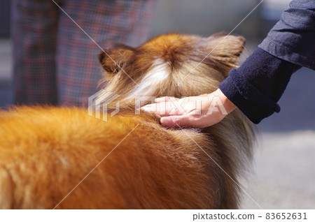 Shetland Sheepdog Shetland Sheepdog 83652631