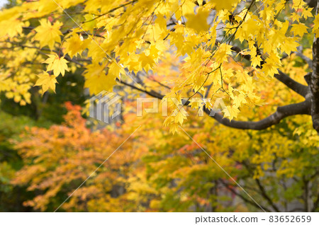 Autumn leaves (yellow leaves) receiving sunlight 83652659