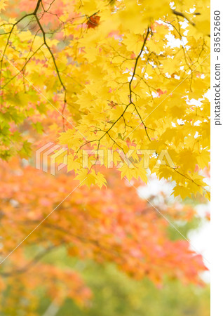 Looking up at the pale autumn leaves 83652660