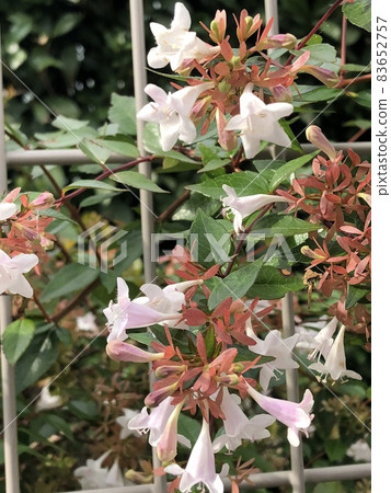 在公園裡發現的花 83652757