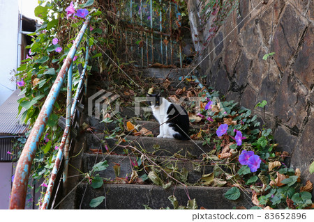 Regional cat sitting on the ocean blue and old stairs Regional cat sitting on the ocean blue and old stairs 83652896