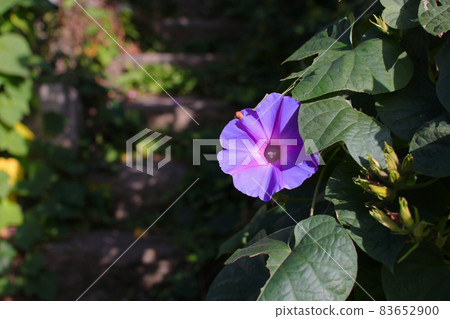 Ocean blue, a blue flower that resembles a morning glory 83652900