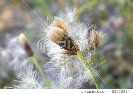 The fluffy fuzz on a thistle flower head The fluffy fuzz on a thistle flower head 83652924