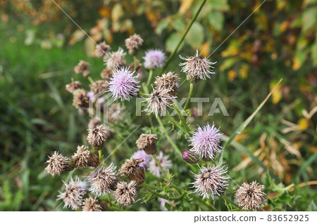 A bunch of thistles blooming in summer A bunch of thistles blooming in summer 83652925