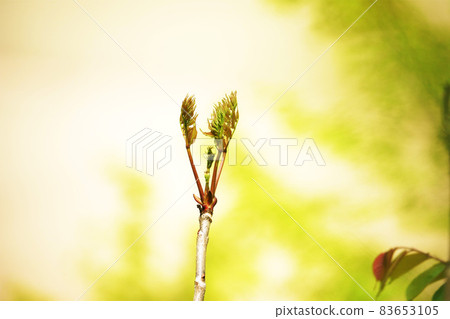 Cod sprout, edible wild plants, spring taste 83653105