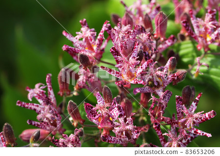 Tricyrtis formosus 花被雨淋濕 Tricyrtis formosus 花被雨淋濕 83653206