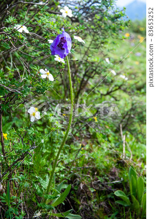 Blue poppy blooming in Songpan County, northern Sichuan, Meconopsis Shinomakurata Blue poppy blooming in Songpan County, northern Sichuan, Meconopsis Shinomakurata 83653252