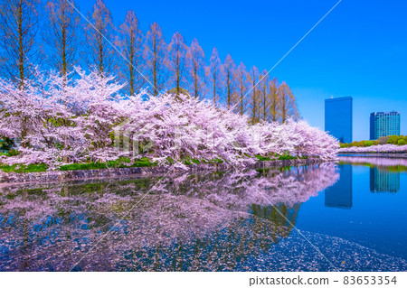 Cherry blossoms at Osaka Castle Park 83653354