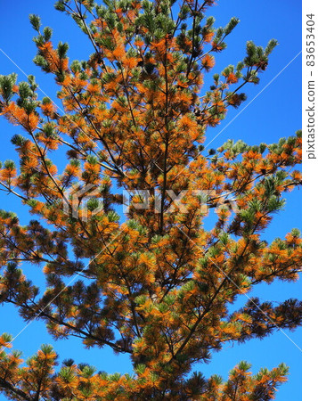 Yellow leaves of pine 83653404