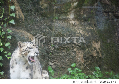 Yawning snow crab Yawning snow crab 83653475